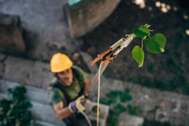 Best Storm Damage Tree Cleanup  in Courtland, VA