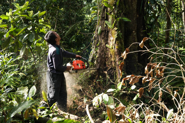 Best Root Management and Removal  in Courtland, VA